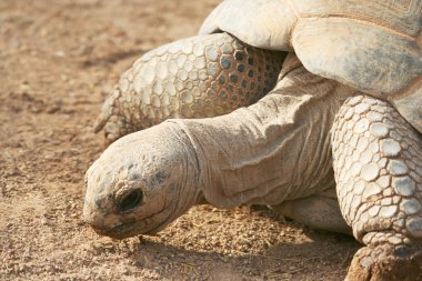 A Close Up of a Galapagos Tortoise clipart