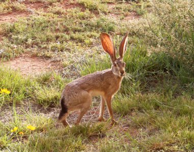 Blacktail Jackrabbit, Lepus californicus clipart