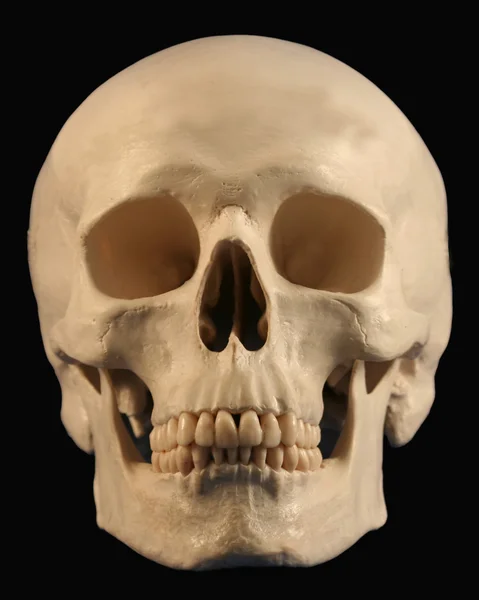 Ileri görünümlü bir insan kafatası — Stok fotoğraf