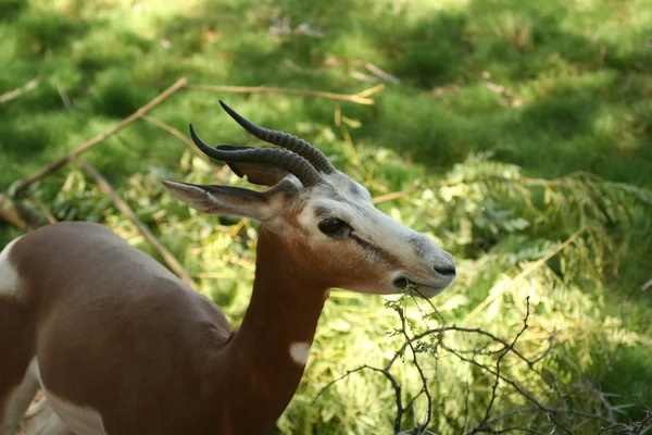 Uma Mhorr Gazelle do Saara Ocidental — Fotografia de Stock