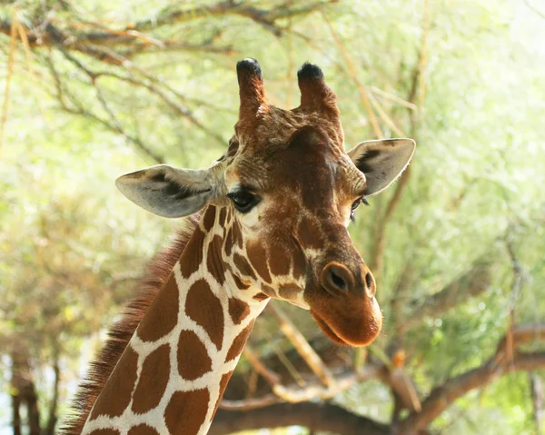 Uma girafa africana entre os ramos das árvores — Fotografia de Stock