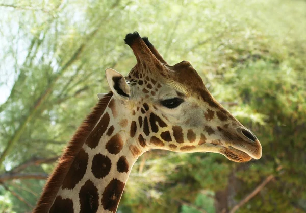 Африканський жирафа серед гілок дерев — стокове фото