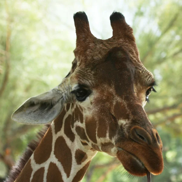 Eine afrikanische Giraffe, die auf einem Stock kaut — Stockfoto