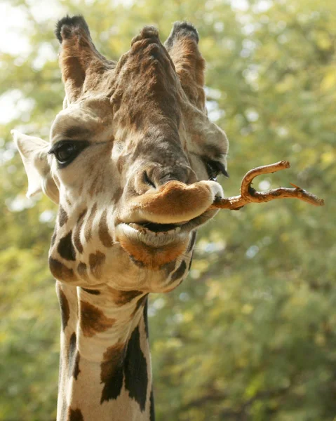Egy afrikai zsiráf rágás egy bottal — Stock Fotó