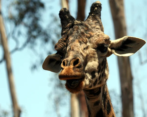 Una giraffa africana tra i rami di alto albero — Foto Stock