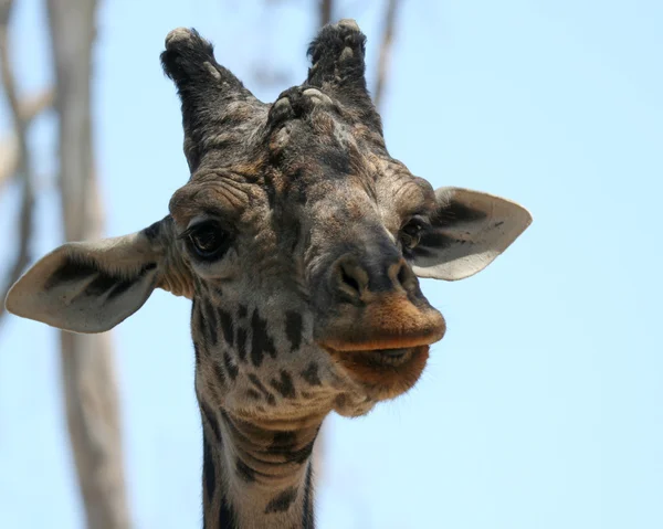 Egy afrikai zsiráf, a nagy faágak között — Stock Fotó