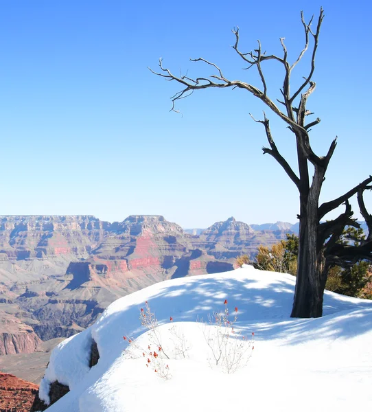 Een dode boom op de rand van de grand canyon — Stockfoto