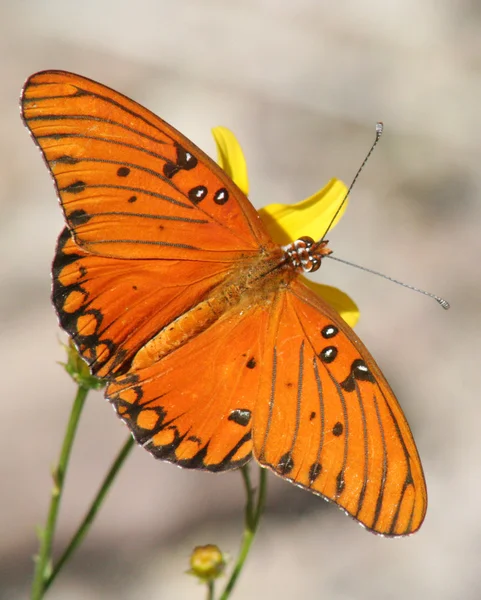 Zatoka pomarańczowy motyl malinowiec na żółty kwiat — Zdjęcie stockowe