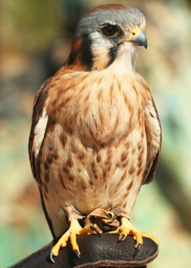 Bir Falconer'ın eldiven üzerinde bir Amerikan kerkenezi