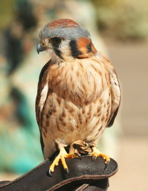 Bir Falconer'ın eldiven üzerinde bir Amerikan kerkenezi