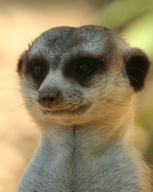 A Portrait of a Meerkat or Suricate clipart