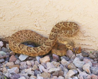 A Lethal Mojave Rattlesnake Against a Stucco Wall clipart