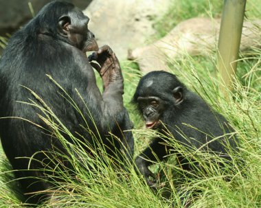 A Mother Bonobo Chimpanzee and Her Baby clipart