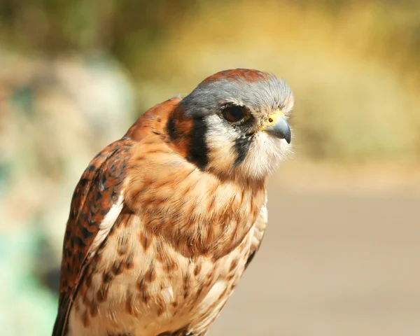 Ein amerikanischer Turmfalke — Stockfoto