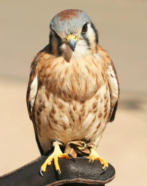 An American Kestrel on a Falconer's Glove — Stock Photo, Image