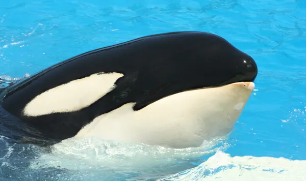 A Killer Whale Watches from the Tank's Edge — Stock Photo, Image