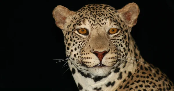 Μια αφρικανική λεοπάρδαλη — Φωτογραφία Αρχείου