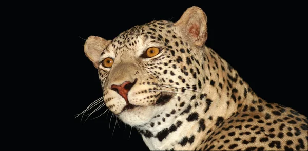 An African Leopard — Stock Photo, Image
