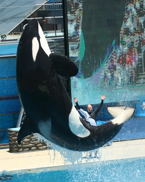 Een levitating orca — Stockfoto