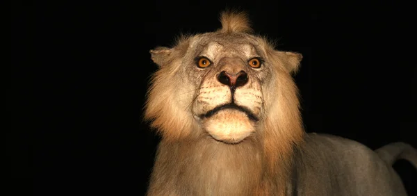 Porträt eines männlichen Löwen aus nächster Nähe — Stockfoto