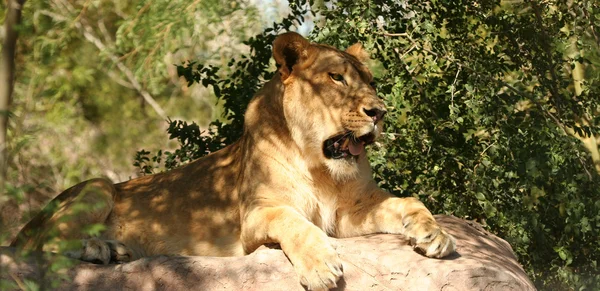 Eine löwin in afrika — Stockfoto