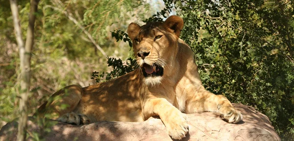 Львица в Африке — стоковое фото