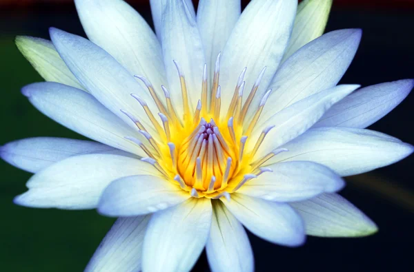 Une fleur de lotus en bleu et or — Photo
