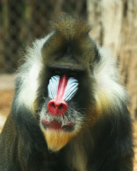 Um close up masculino mandrill babuíno no perfil — Fotografia de Stock