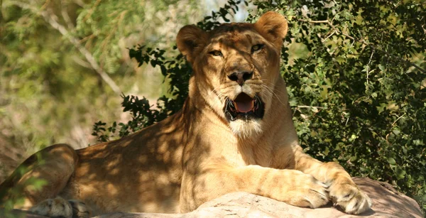 Een leeuwin in Afrika — Stockfoto