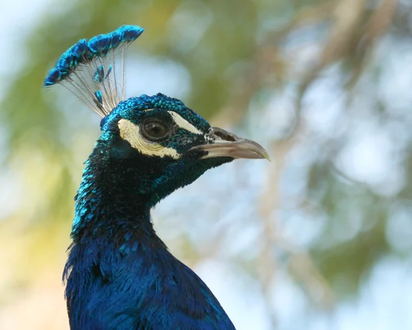 Un primer plano del macho indio azul pavo real — Foto de Stock