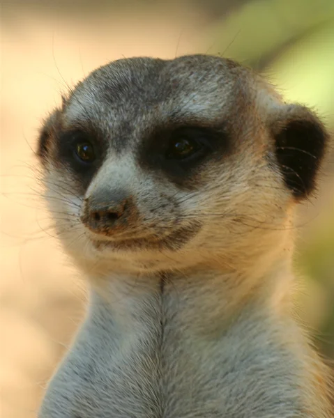 Portret meerkat lub suricate — Zdjęcie stockowe