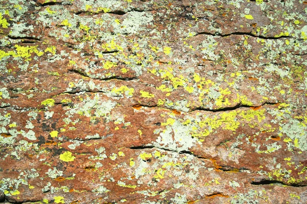 Liken rhyolite kayanın üzerine karışımı — Stok fotoğraf