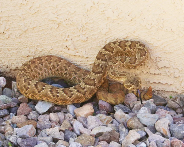Un șarpe mortal Mojave Rattlesnake împotriva unui zid Stucco — Fotografie, imagine de stoc