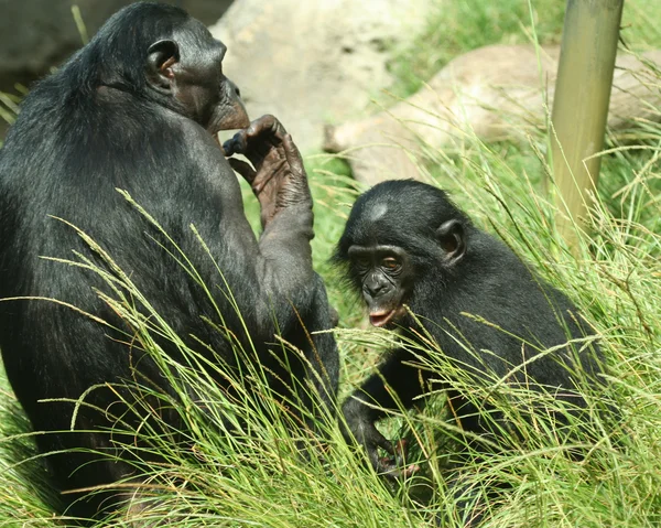 En mor bonobo schimpans och hennes barn — Stockfoto