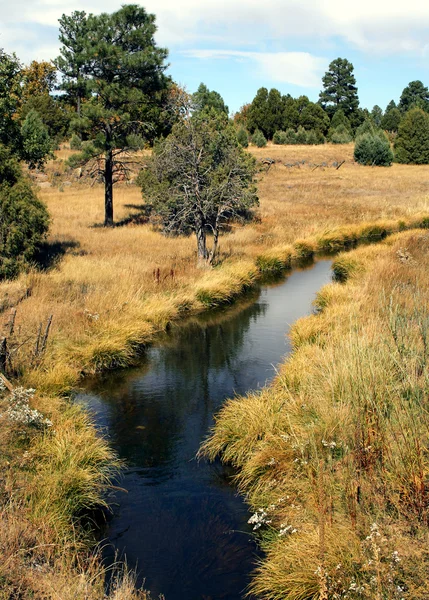 Um riacho significa através de um prado da montanha — Fotografia de Stock