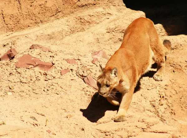 Dağ aslanı, felis concolor-engebeli mou yaşayan en büyük öldü — Stok fotoğraf