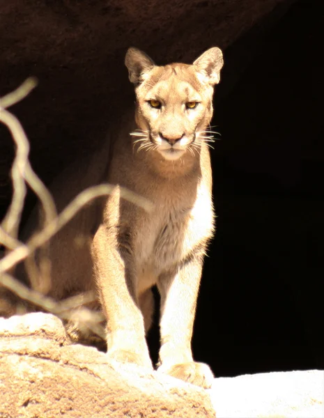 在其巢穴、 弗利山丹、 最大的猫居住的山狮 — 图库照片