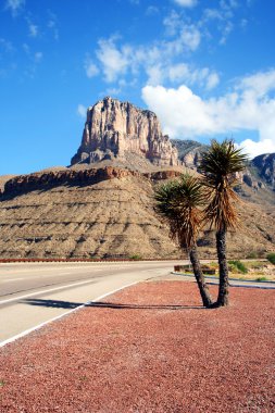 een yucca op de weg naar nationaal park guadalupe mountains