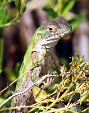 Juvenil dikenli kuyruklu iguana, baja california endemik