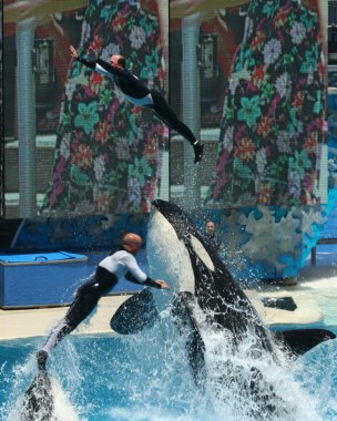 bir çift spor ayakkabı orcas tarafından havada atılır