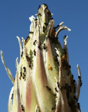 Ants, Aphids and Mites on the End of a Yucca Stalk clipart