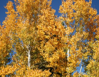 aspens mavi gökyüzü karşı bir çift