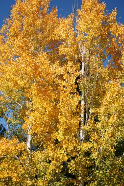 aspens mavi gökyüzü karşı bir çift