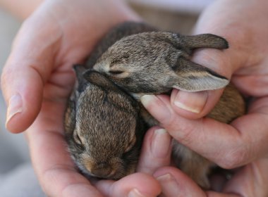 A Pair of Baby Cottontail Rabbits in Human Hands clipart