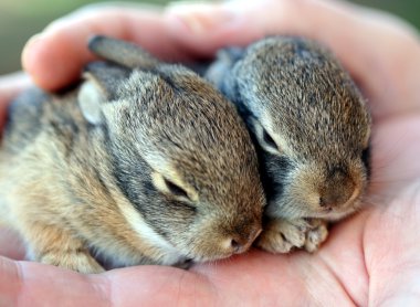 A Pair of Baby Cottontail Rabbits Rest in a Human Hand clipart