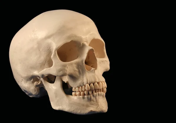 Un angulado frente a un cráneo humano — Foto de Stock