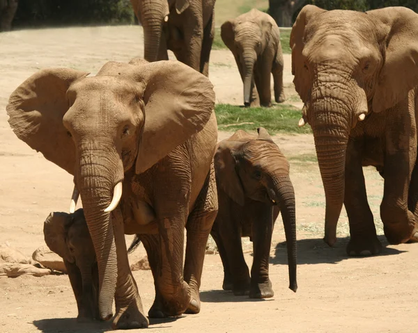 Altı Afrika fil sürüsü — Stok fotoğraf