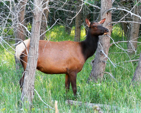 An Elk Cow — Stock Photo, Image