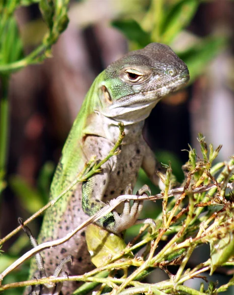 Iguana à queue épineuse juvénile, endémique de la Basse-Californie — Photo