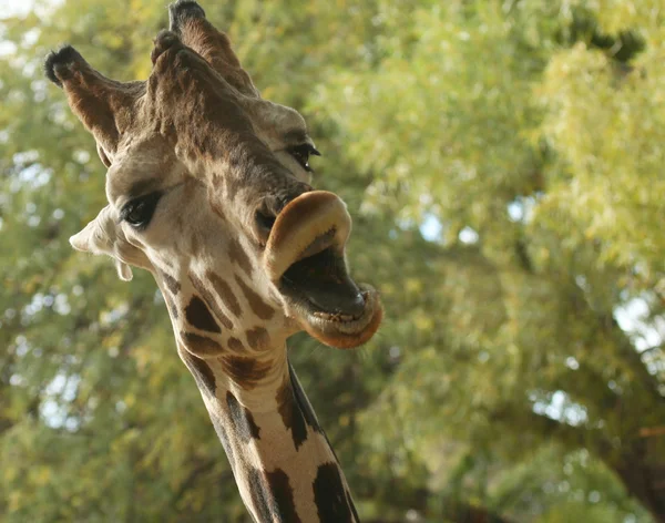 Uma girafa africana com a boca aberta — Fotografia de Stock